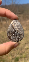 Charger l'image dans la galerie, Ammonite noire 2
