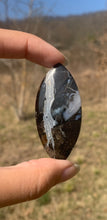 Charger l'image dans la galerie, Ammonite noire 7