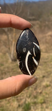 Charger l'image dans la galerie, VENDU Ammonite noire 10