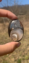 Charger l'image dans la galerie, VENDU Ammonite noire 13