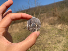 Charger l'image dans la galerie, VENDU Ammonite 2
