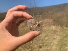 Charger l'image dans la galerie, Ammonite 3