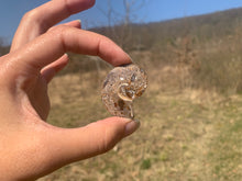 Charger l'image dans la galerie, Ammonite 3