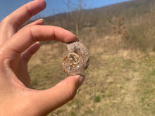 Charger l'image dans la galerie, Ammonite 3
