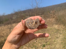 Charger l'image dans la galerie, Ammonite 3