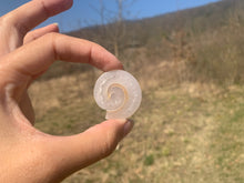 Charger l'image dans la galerie, VENDU Ammonite 4