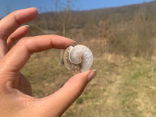 Charger l'image dans la galerie, VENDU Ammonite 8