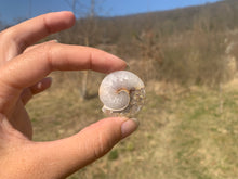 Charger l'image dans la galerie, VENDU Ammonite 8