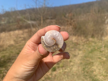 Charger l'image dans la galerie, VENDU Ammonite 8