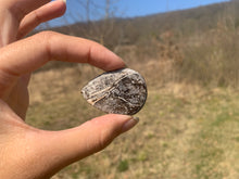 Charger l'image dans la galerie, Ammonite noire 2