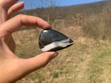 Charger l'image dans la galerie, Ammonite noire 3