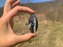Charger l'image dans la galerie, Ammonite noire 7