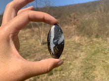 Charger l'image dans la galerie, Ammonite noire 7