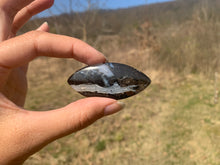 Charger l'image dans la galerie, Ammonite noire 7