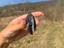 Charger l'image dans la galerie, Ammonite noire 7