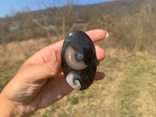 Charger l'image dans la galerie, VENDU Ammonite noire 8
