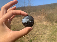 Charger l'image dans la galerie, VENDU Ammonite noire 12