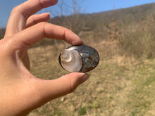 Charger l'image dans la galerie, VENDU Ammonite noire 13