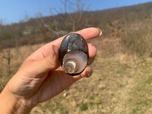 Charger l'image dans la galerie, VENDU Ammonite noire 13