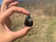 Charger l'image dans la galerie, Ammonite noire 14