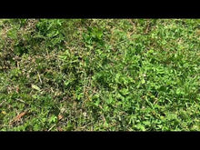 Charger et lire la vidéo dans la visionneuse de la Galerie, Quartz rose, pierre roulée