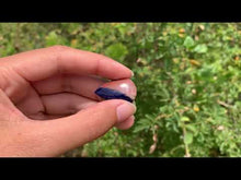 Charger et lire la vidéo dans la visionneuse de la Galerie, VENDU Sodalite 8