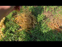 Charger et lire la vidéo dans la visionneuse de la Galerie, Perles à inclusions de rutile entre 6 et 8mm QRT