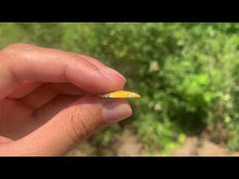 Charger et lire la vidéo dans la visionneuse de la Galerie, VENDU Jaspe Bumblebee 18