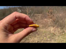 Charger et lire la vidéo dans la visionneuse de la Galerie, VENDU Jaspe bumblebee 3