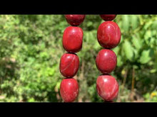 Charger et lire la vidéo dans la visionneuse de la Galerie, Perles en jaspe rouge, galet de taille moyenne