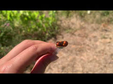 Charger et lire la vidéo dans la visionneuse de la Galerie, VENDU Agate de Feu 12