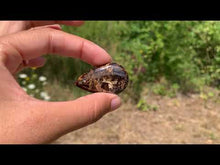 Charger et lire la vidéo dans la visionneuse de la Galerie, VENDU Bronzite 3