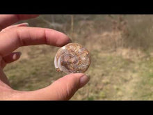 Charger et lire la vidéo dans la visionneuse de la Galerie, VENDU Ammonite 9