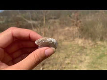 Charger et lire la vidéo dans la visionneuse de la Galerie, VENDU Ammonite 6