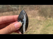 Charger et lire la vidéo dans la visionneuse de la Galerie, Ammonite noire 7