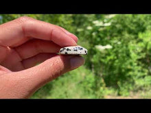 Charger et lire la vidéo dans la visionneuse de la Galerie, VENDU Jaspe Dalmatien 2