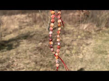 Charger et lire la vidéo dans la visionneuse de la Galerie, Perles en agate crazy lace, forme diamant, entre 6 et 10mm