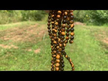 Charger et lire la vidéo dans la visionneuse de la Galerie, Perles en oeil de tigre entre 2 et 14mm OTD