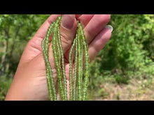 Charger et lire la vidéo dans la visionneuse de la Galerie, Perles en péridot entre 2 et 5mm