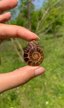 Charger l&#39;image dans la galerie, Ammonite de Madagascar 10
