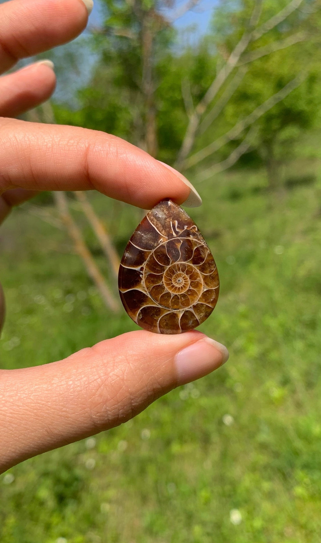 Ammonite de Madagascar 10