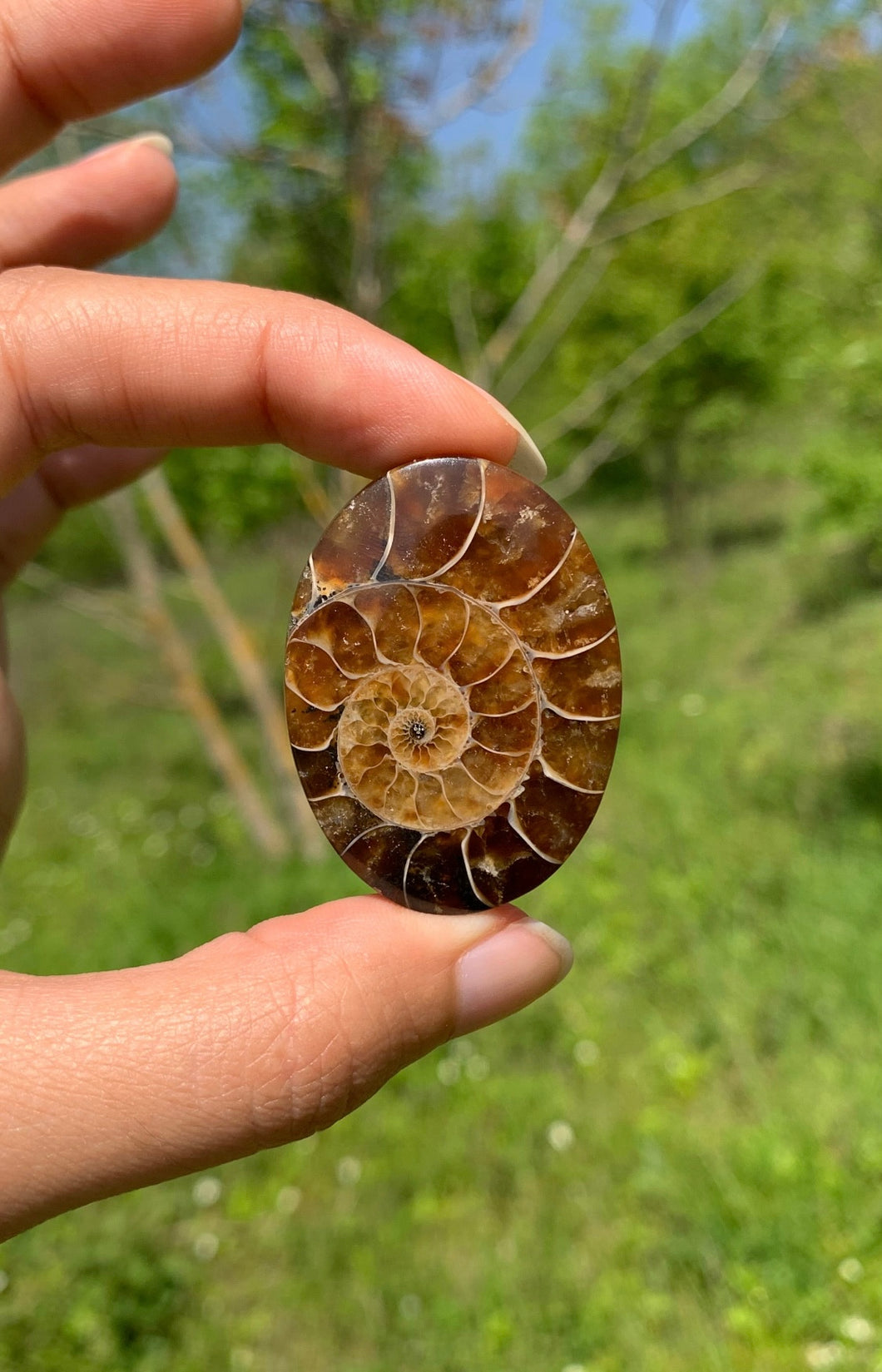 Ammonite de Madagascar 12
