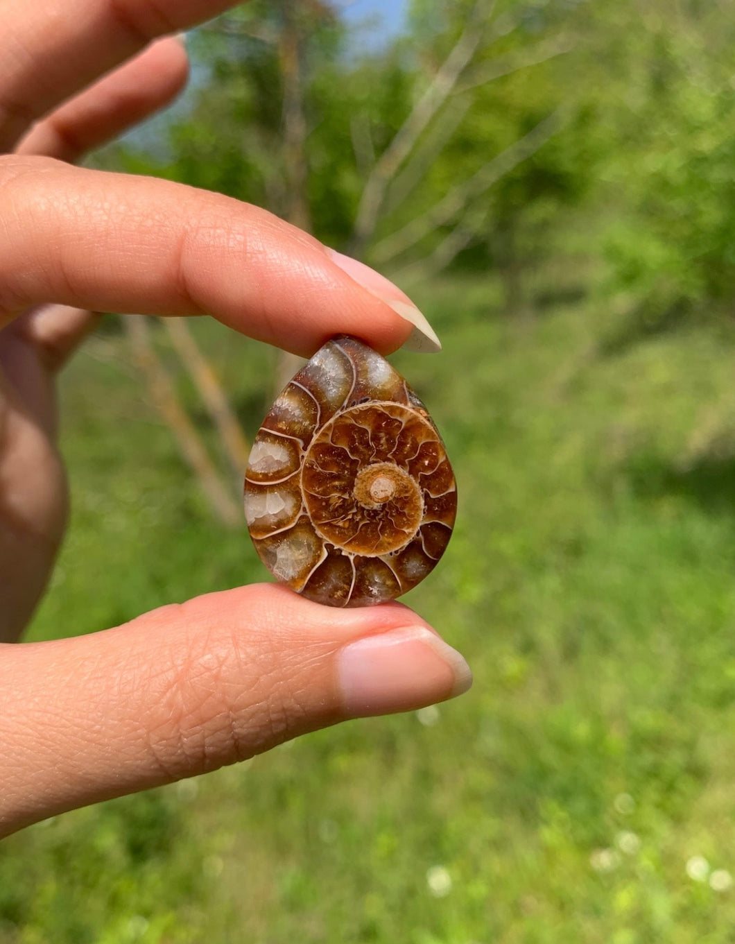 Ammonite de Madagascar 15
