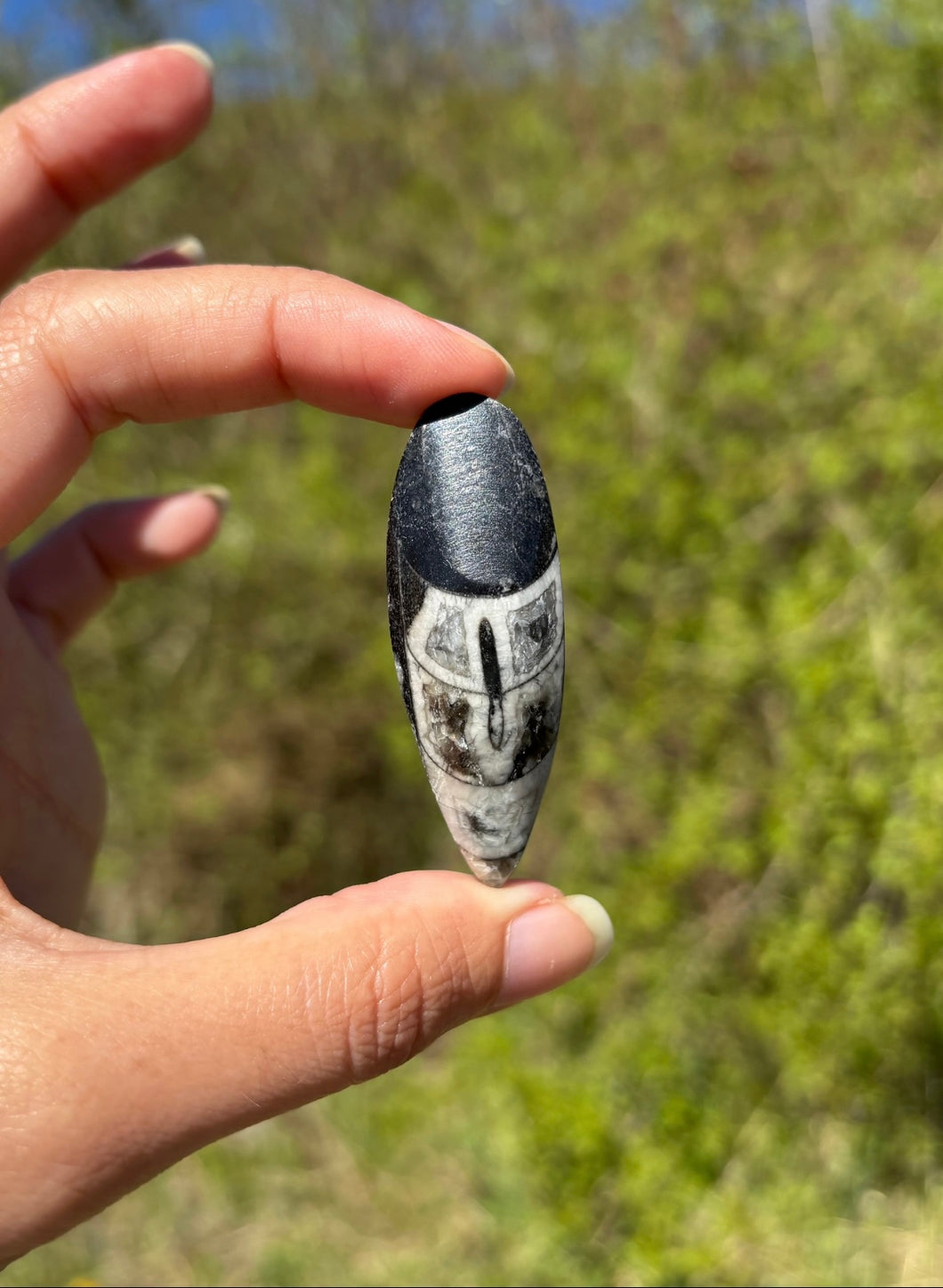 Orthoceras 2
