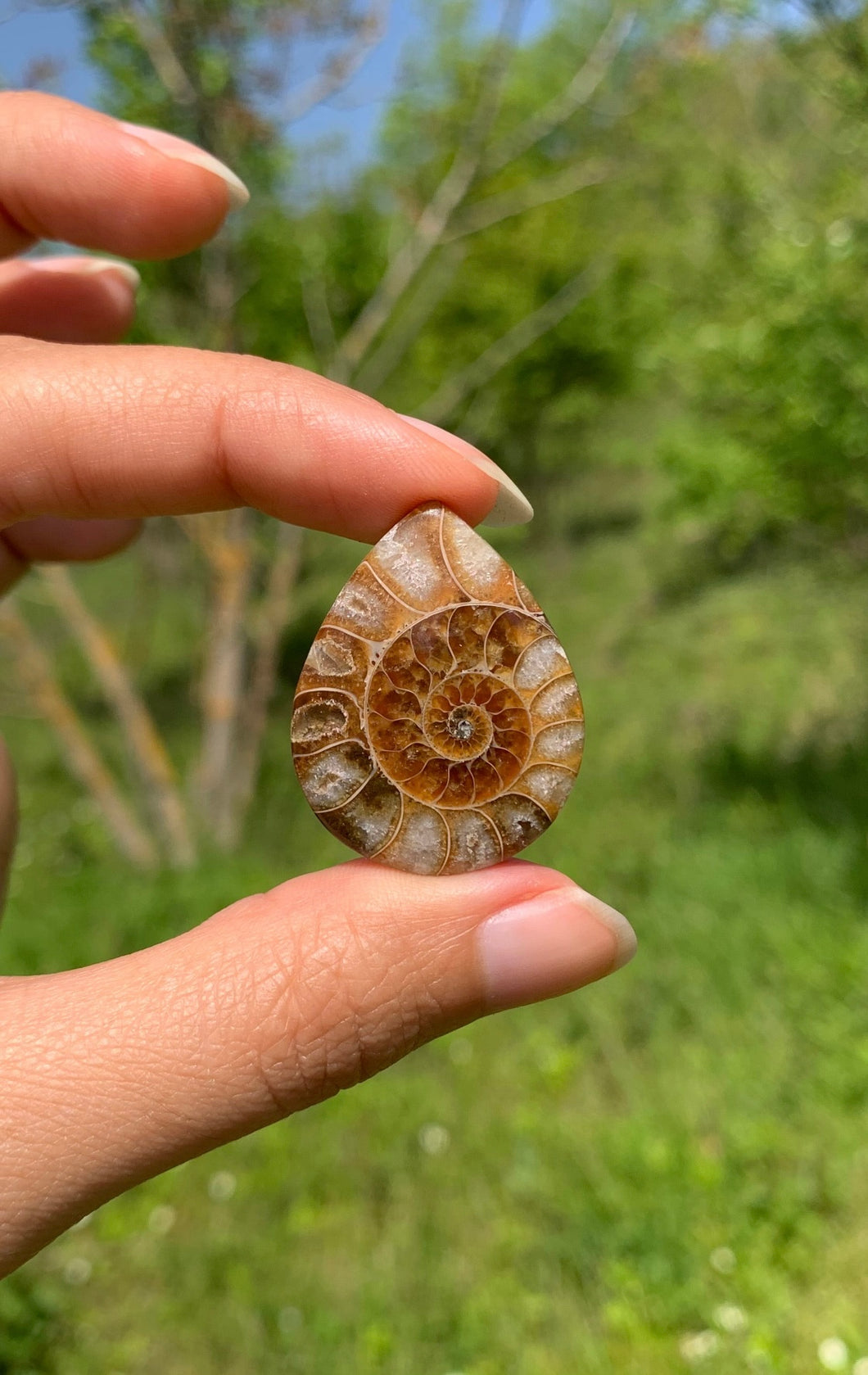 Ammonite de Madagascar 14