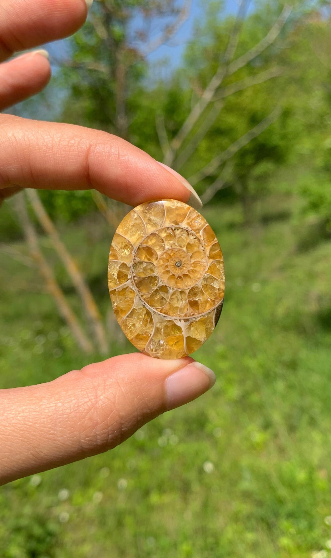 Ammonite de Madagascar 11