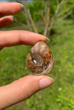 Charger l&#39;image dans la galerie, Ammonite de Madagascar 14
