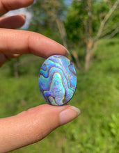 Charger l&#39;image dans la galerie, Abalone 61
