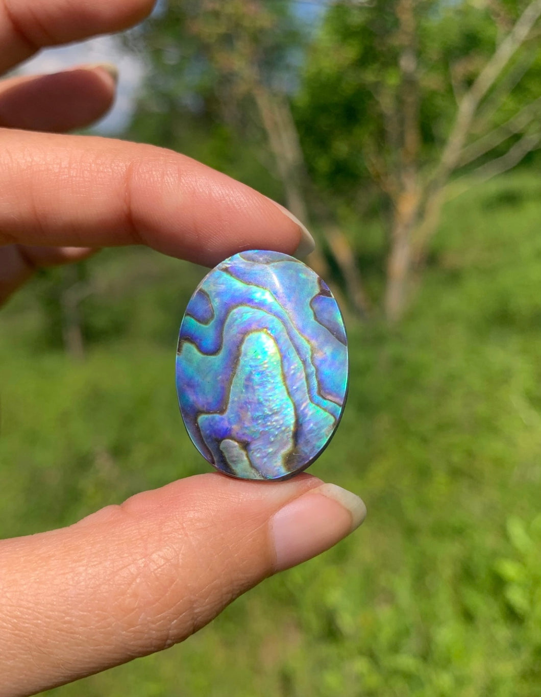 Abalone 61
