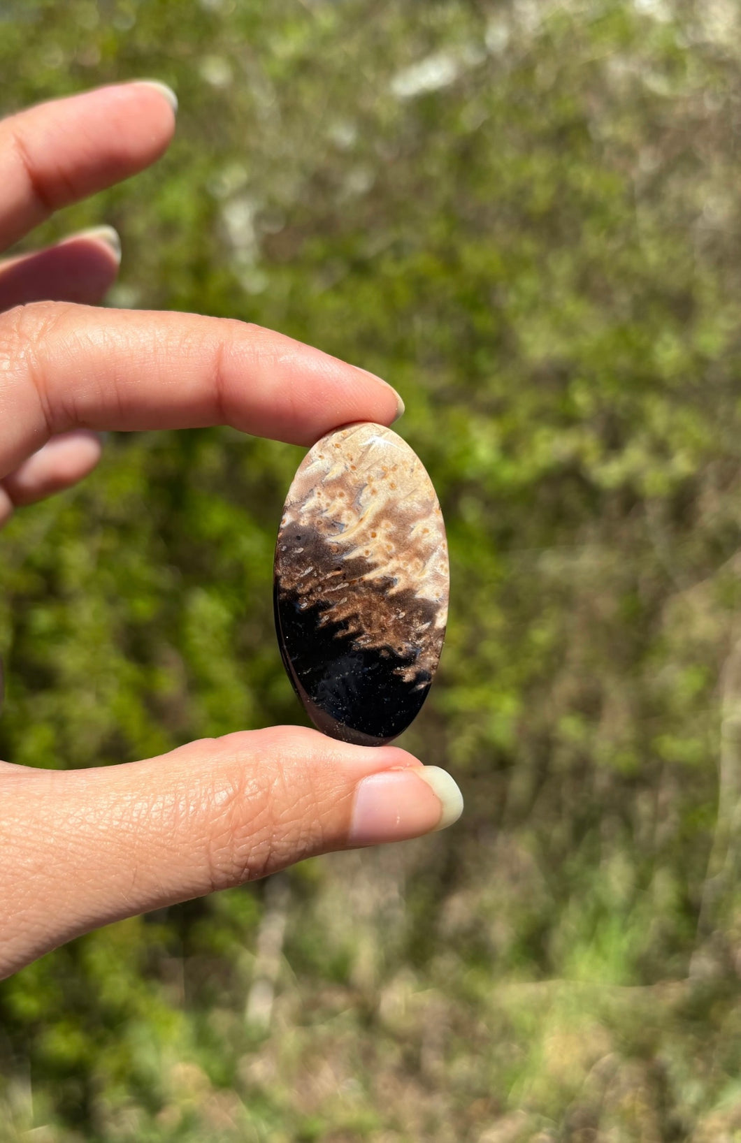 Bois fossilisé 7
